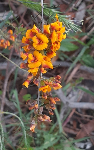 Dillwynia cinerascens, 2026-10-24