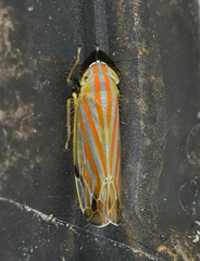 Deltanus texanus