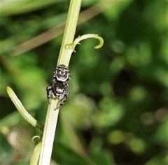 Salticidae