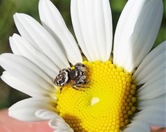 Salticidae