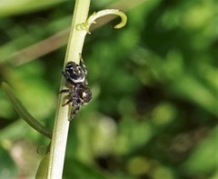 Salticidae