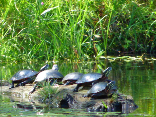 Painted Turtle photograph by the iNaturalist community