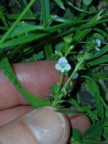 Veronica serpyllifolia observed 2026-10-24