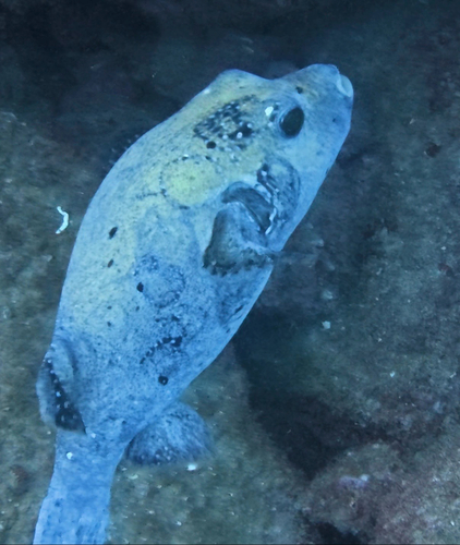 Arothron meleagris observed 2026-10-22