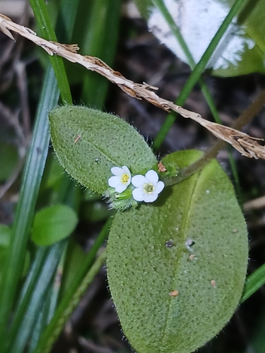Myosotis forsteri observed 2026-10-24
