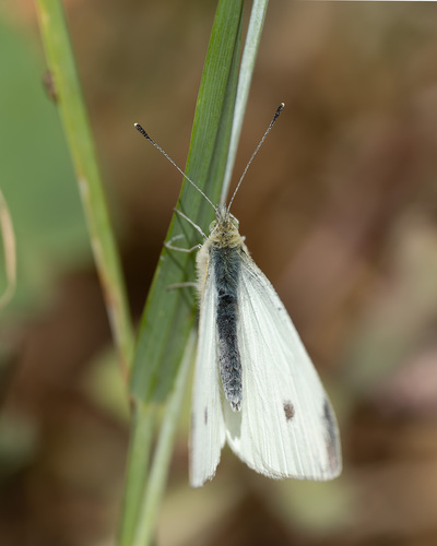 Small White photograph by the iNaturalist community