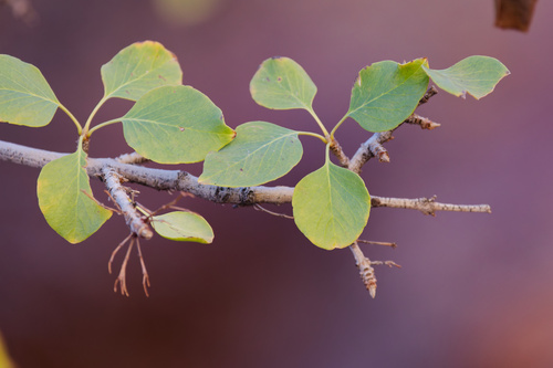 Fraxinus anomala observed 2026-10-23