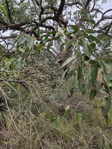 Eucalyptus obliqua observed 2026-10-24