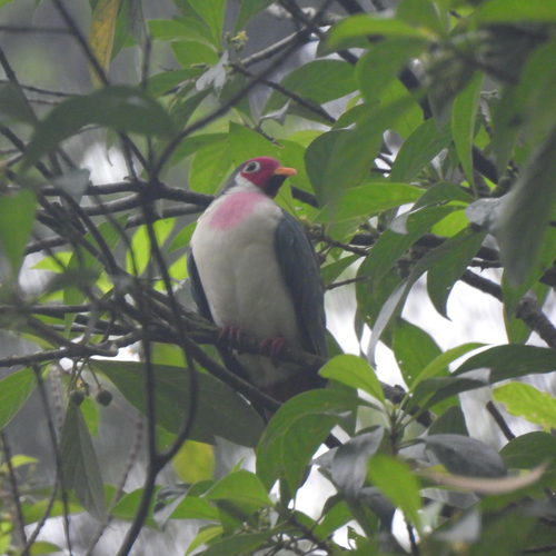 Ptilinopus jambu observed 2026-10-24