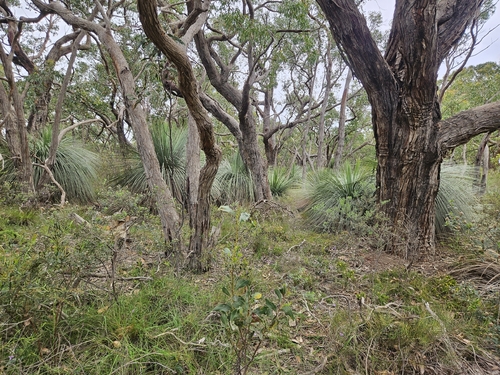 Eucalyptus obliqua observed 2026-10-24