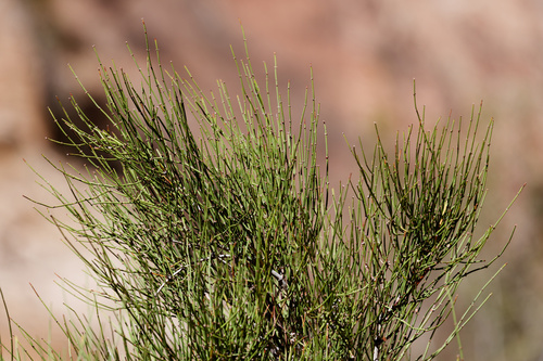 Ephedra nevadensis observed 2026-10-23