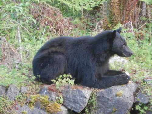 American Black Bear photographed in Washington