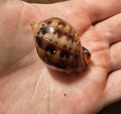 Semicassis labiata observed 2026-10-24