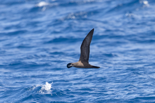 Puffinus pacificus observed 2026-10-24