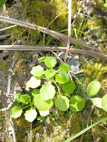 Lagenophora pumila observed 2026-10-24