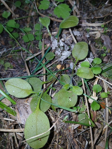 Myosotis forsteri observed 2026-10-24