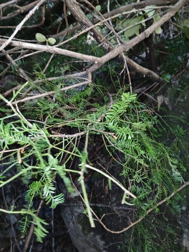 Prumnopitys taxifolia, 2026-10-24