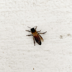Apis dorsata