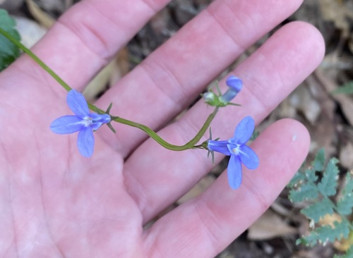 Lobelia trigonocaulis observed 2026-10-10
