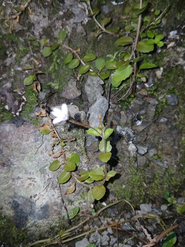Epilobium rotundifolium observed 2026-10-24