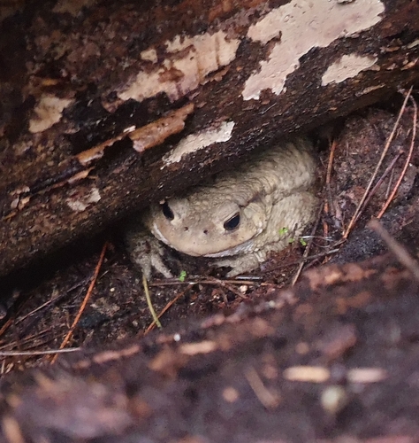 European Toad photograph by the iNaturalist community