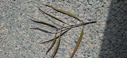 Amyema pendula observed 2026-10-24