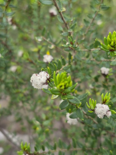 Spyridium scortechinii observed 2026-10-17