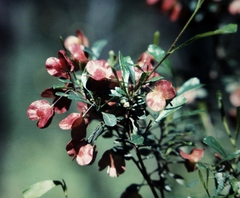 Dodonaea viscosa spatulata