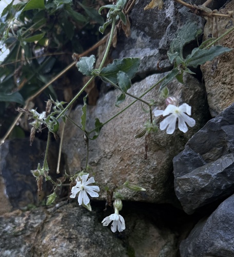 white campion photograph by the iNaturalist community
