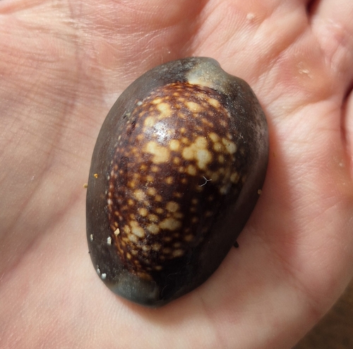 Cypraea caputserpentis observed 2026-10-24