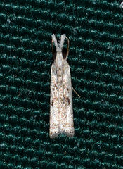 Microcrambus kimballi