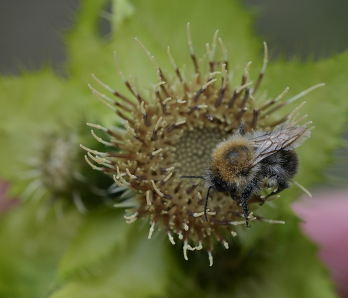 Common Carder Bumble Bee photograph by the iNaturalist community
