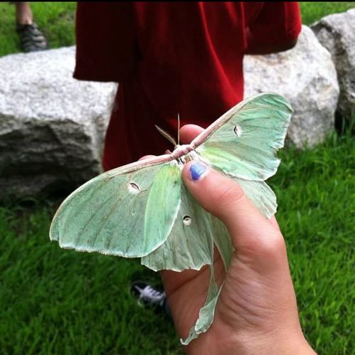 North American Luna Moth photograph by the iNaturalist community