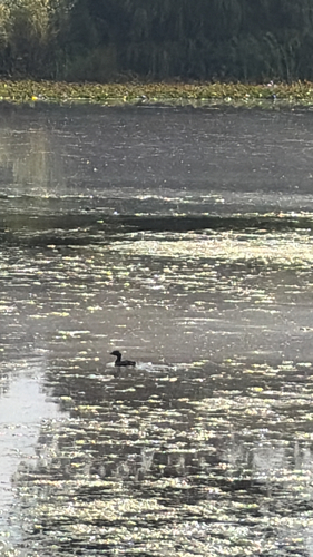 Pied-billed Grebe photograph by the iNaturalist community