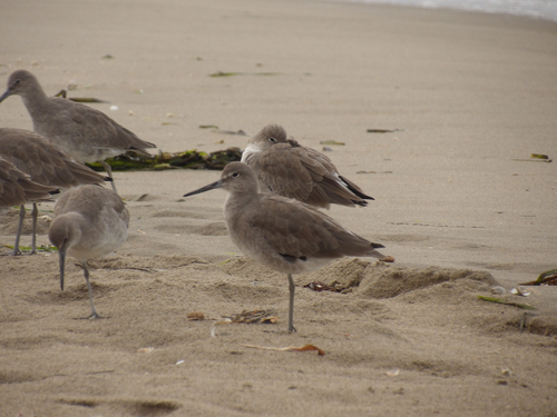 Willet photograph by the iNaturalist community