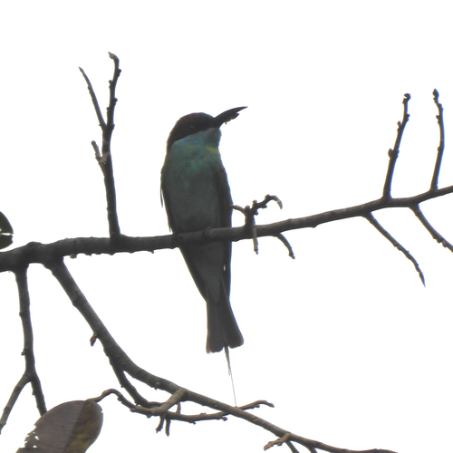 Merops viridis observed 2026-10-24