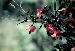 Dodonaea viscosa spatulata