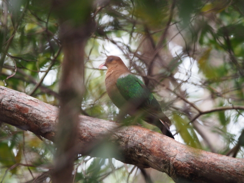 Chalcophaps indica observed 2026-10-24