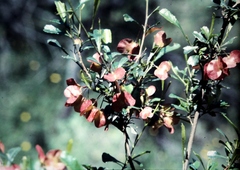 Dodonaea viscosa spatulata