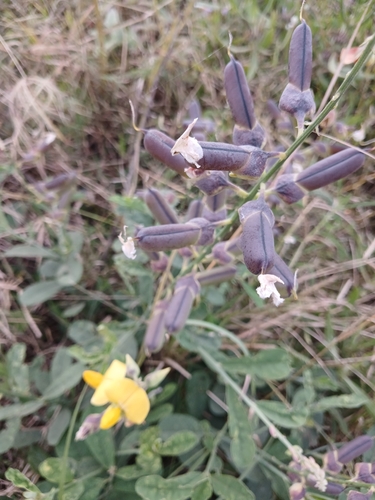 Crotalaria retusa observed 2026-10-22