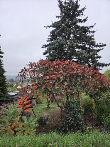 staghorn sumac photograph by the iNaturalist community