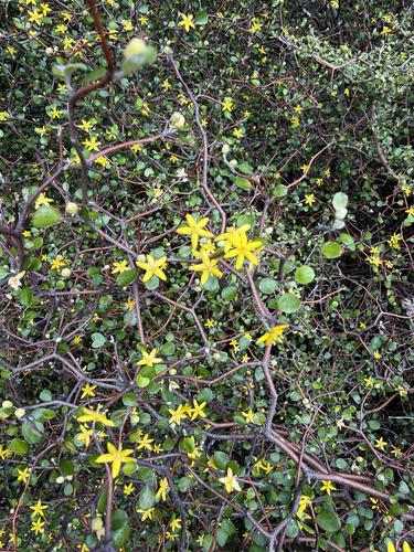 Corokia cotoneaster observed 2026-10-22