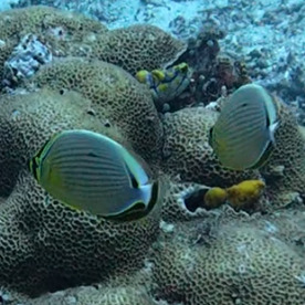 Chaetodon lunulatus observed 2026-10-24