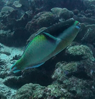 Scarus oviceps observed 2026-10-24