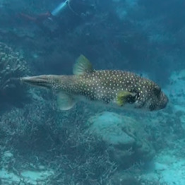 Arothron hispidus observed 2026-10-24