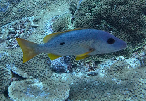 Lutjanus monostigma observed 2026-10-24
