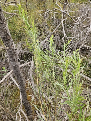 Daviesia leptophylla observed 2026-10-24