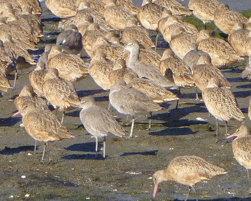 Willet photograph by the iNaturalist community