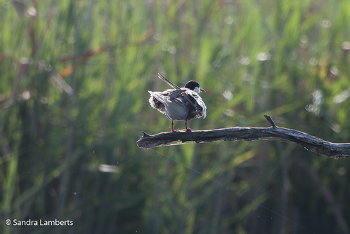 iNaturalist image
