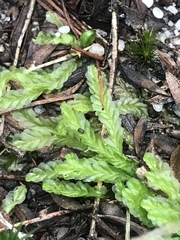 Lophocolea semiteres